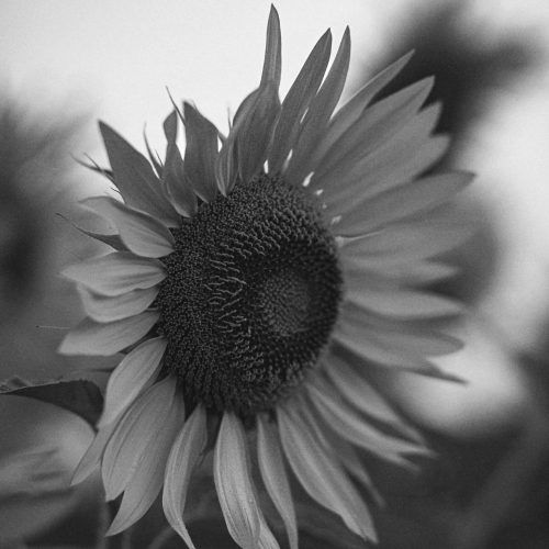 Camille Corlouer - Photographe Mariage, Maternité, Famille Bordeaux